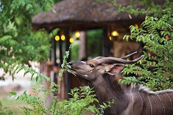 Motswari Private Game Reserve - Timbavati Réserve naturelle privée de Klaserie Extérieur photo